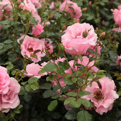 Roz, cu stamine galben-aurii - trandafir pentru straturi Floribunda